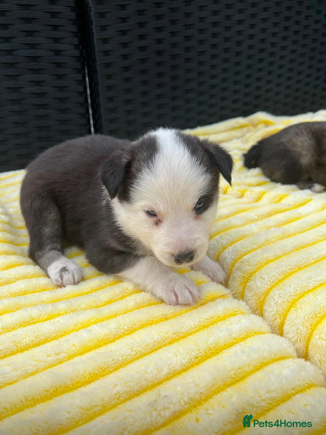 Pomsky dogs for sale: Pomsky puppys in Cardiff - Advert 22