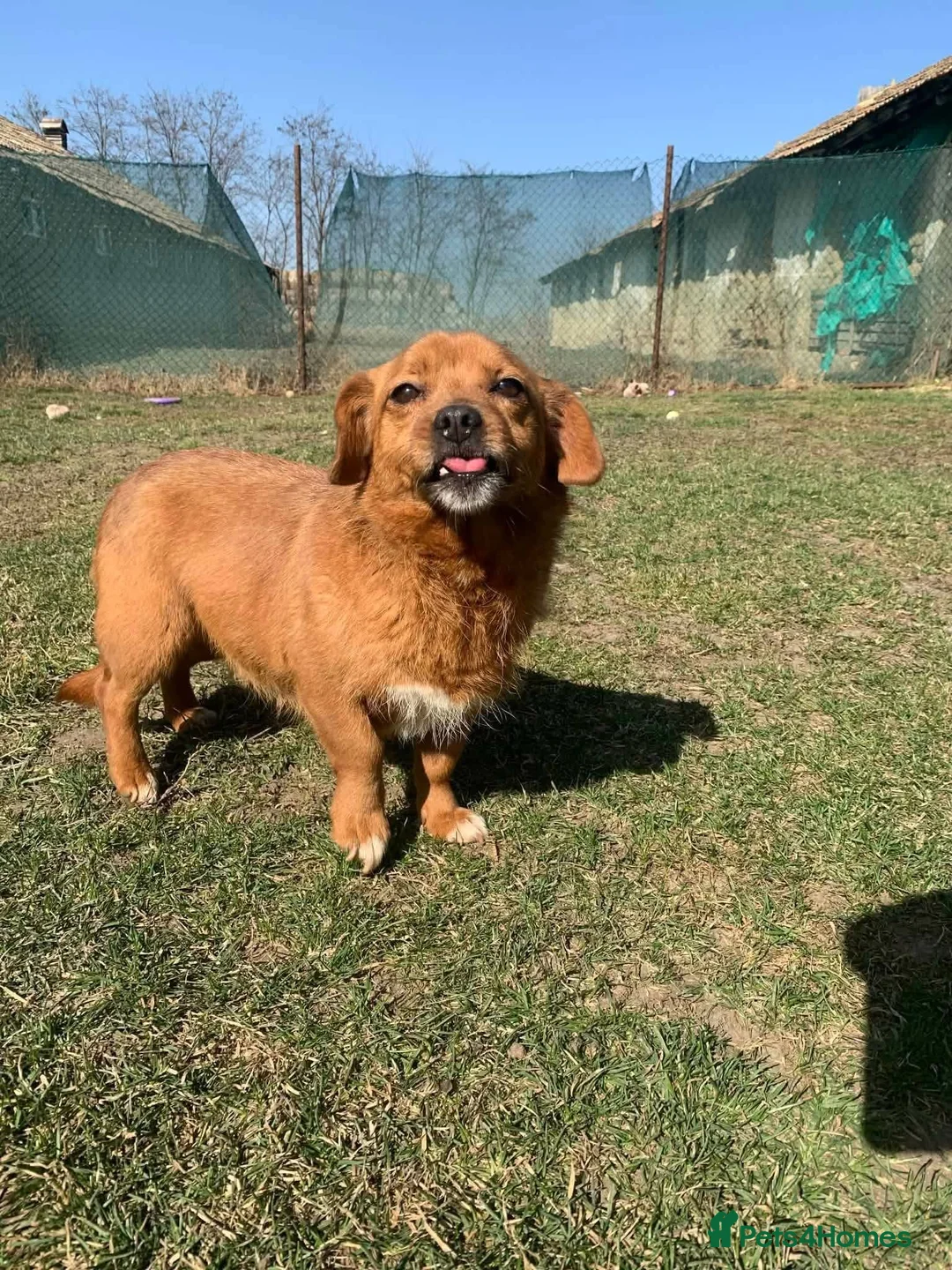 Mixed Breed dogs for adoption: Misty for adoption in Bedford - Advert 15