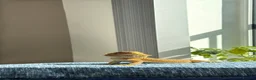 Bearded Dragon reptiles for sale: Male Bearded Dragon  in Warrington - Advert 2