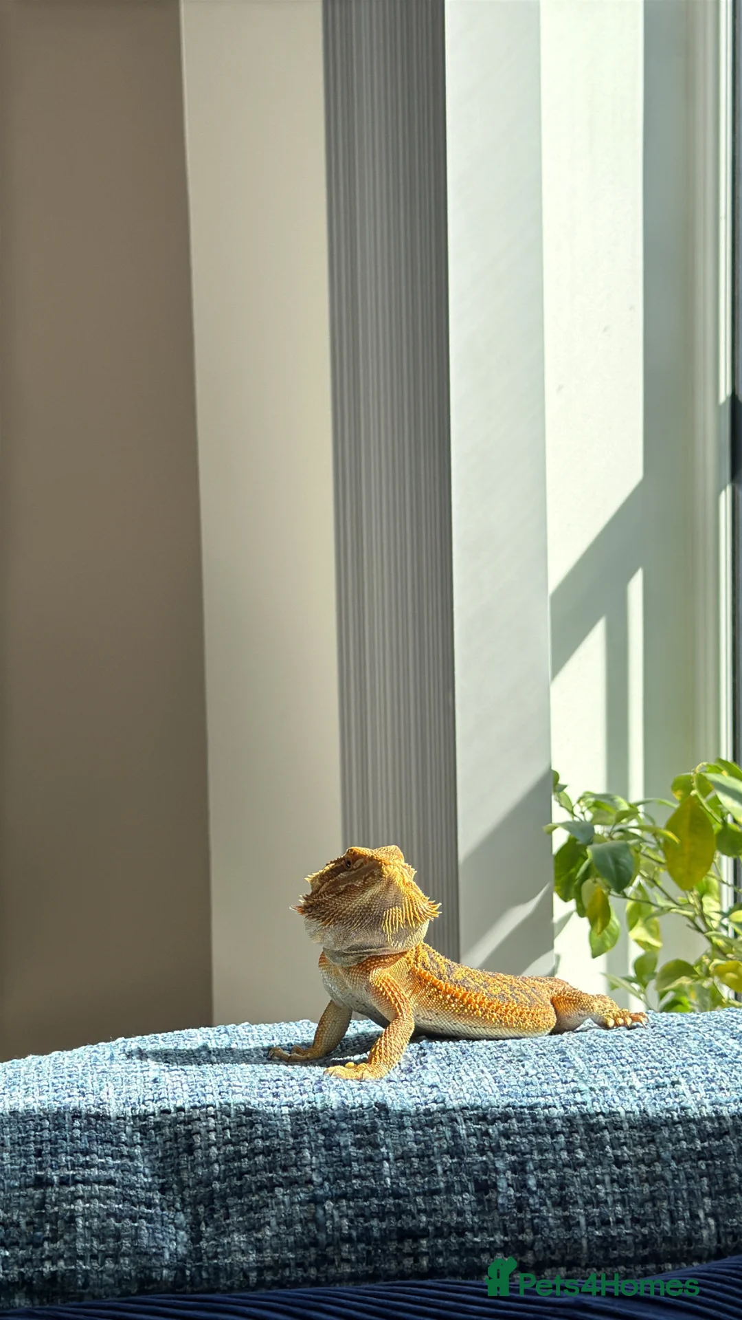 Bearded Dragon reptiles for sale: Male Bearded Dragon  in Warrington - Advert 2