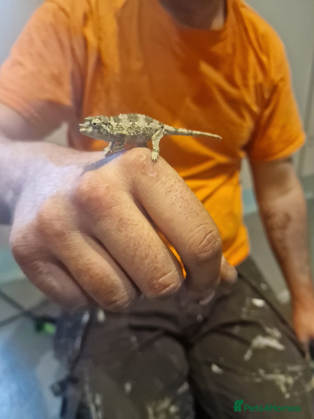 Chameleon reptiles for sale: Baby jackson Chameleons  - Image 7