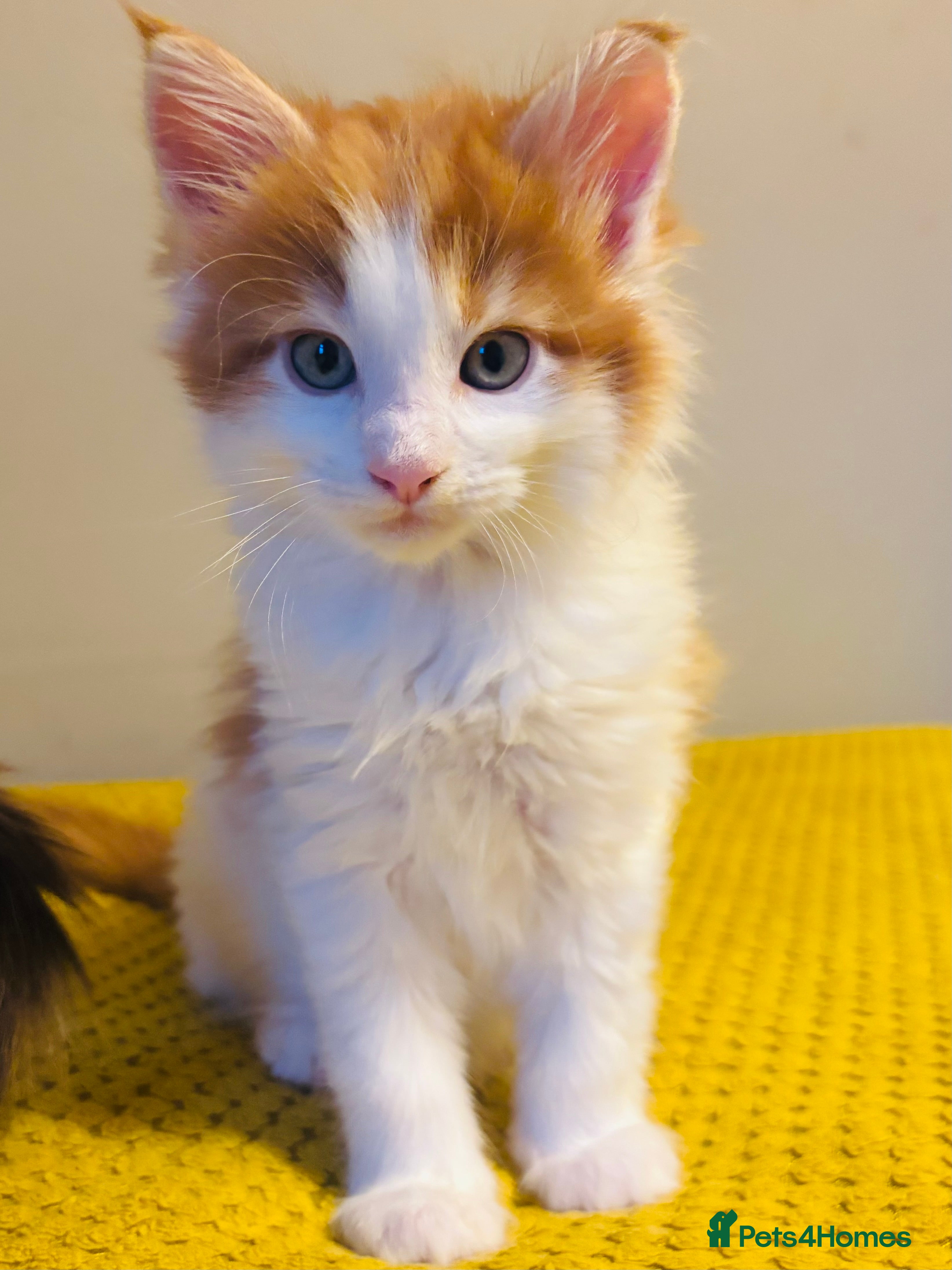 Maine Coon cats Beautiful Maine coon kittens  - Advert 3