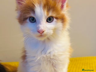 Maine Coon cats Beautiful Maine coon kittens - Advert 3