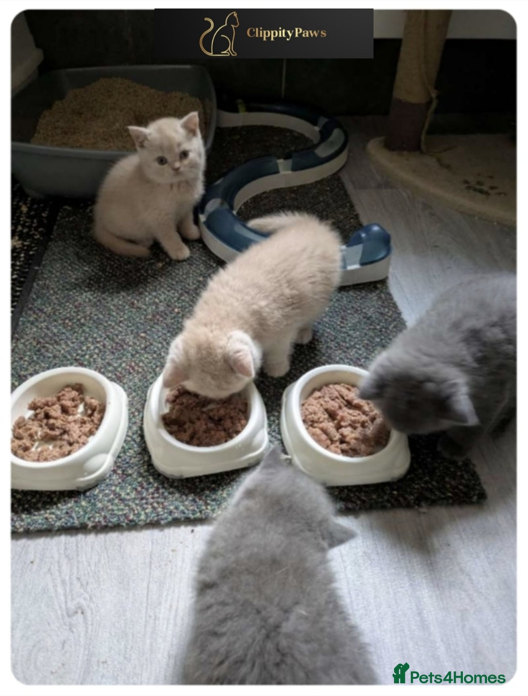 British Shorthair cats for sale: GCCF Registered chunky British Shorthair Kittens - Image 9