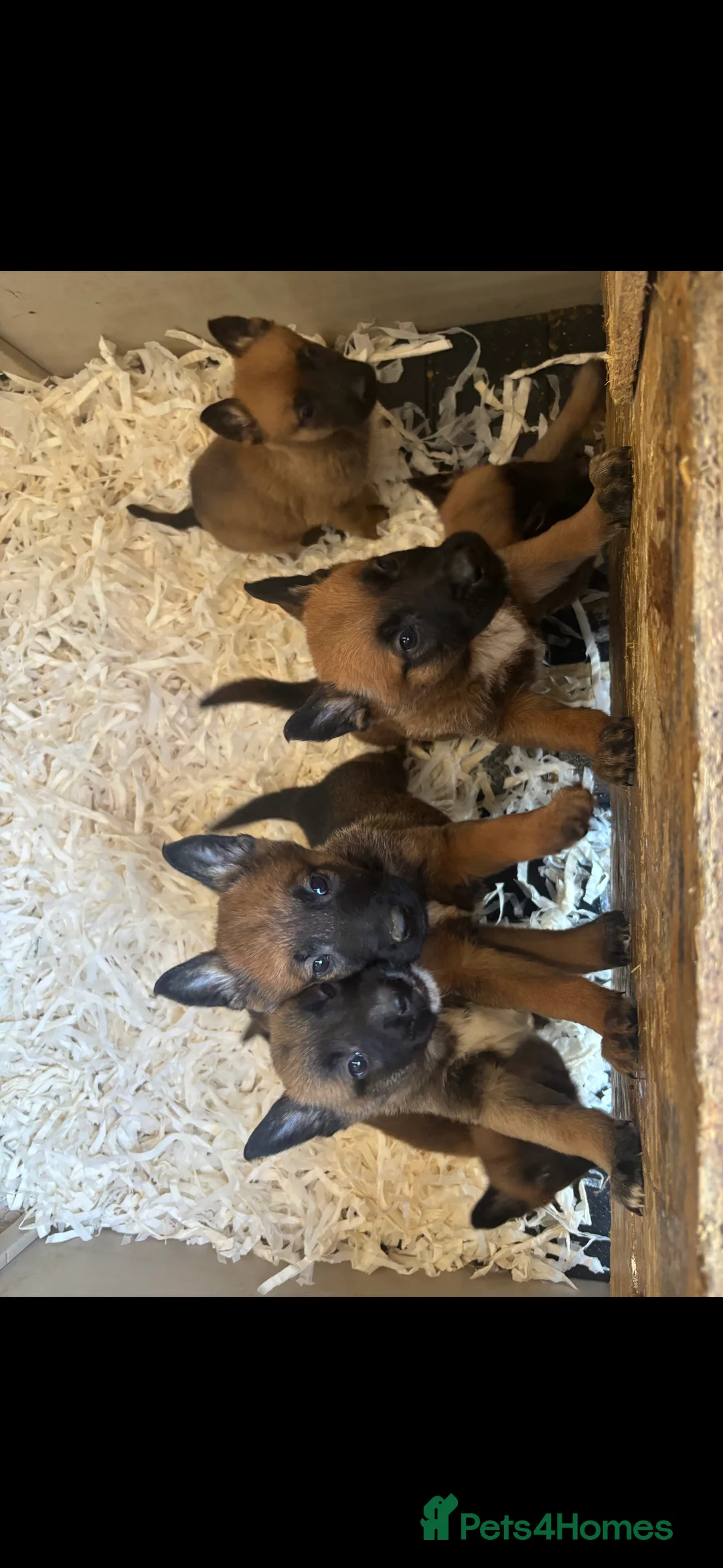 Belgian Shepherd Dog dogs for sale: TOP CLASS BELGIAN MALINOS  - Advert 2