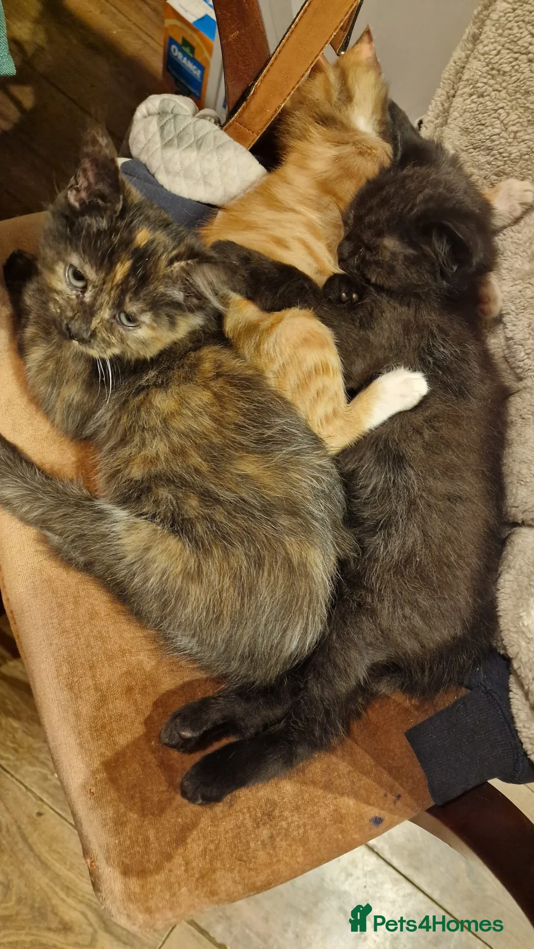 Mixed Breed cats for sale: Kittens for sale - Advert 9