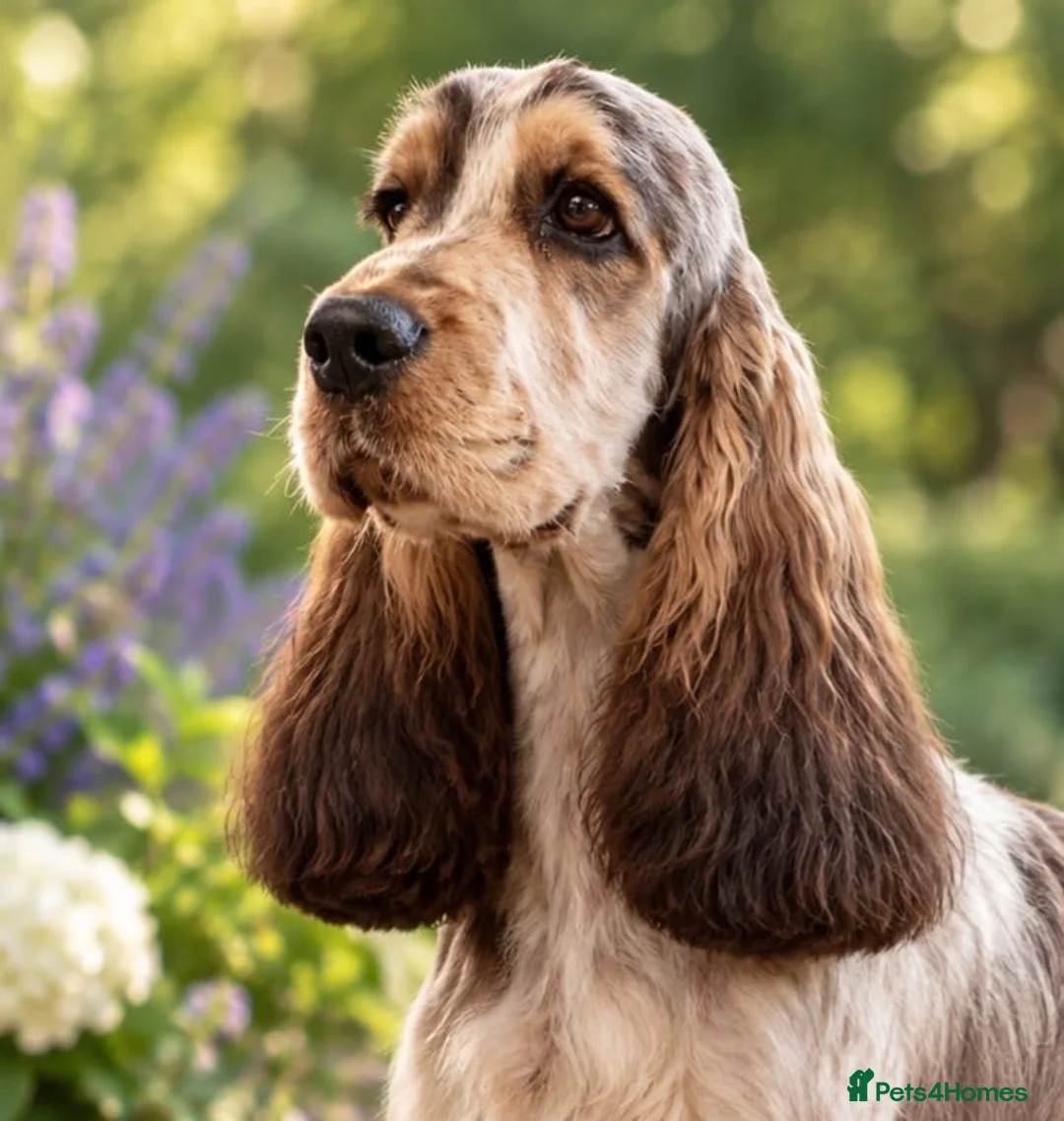 Cocker Spaniel dogs for stud: Stunning, Sable Show Cocker Stud, Health Tested. - Advert 1