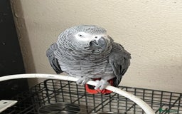 Parrots birds for sale: African grey parrot - Advert 5