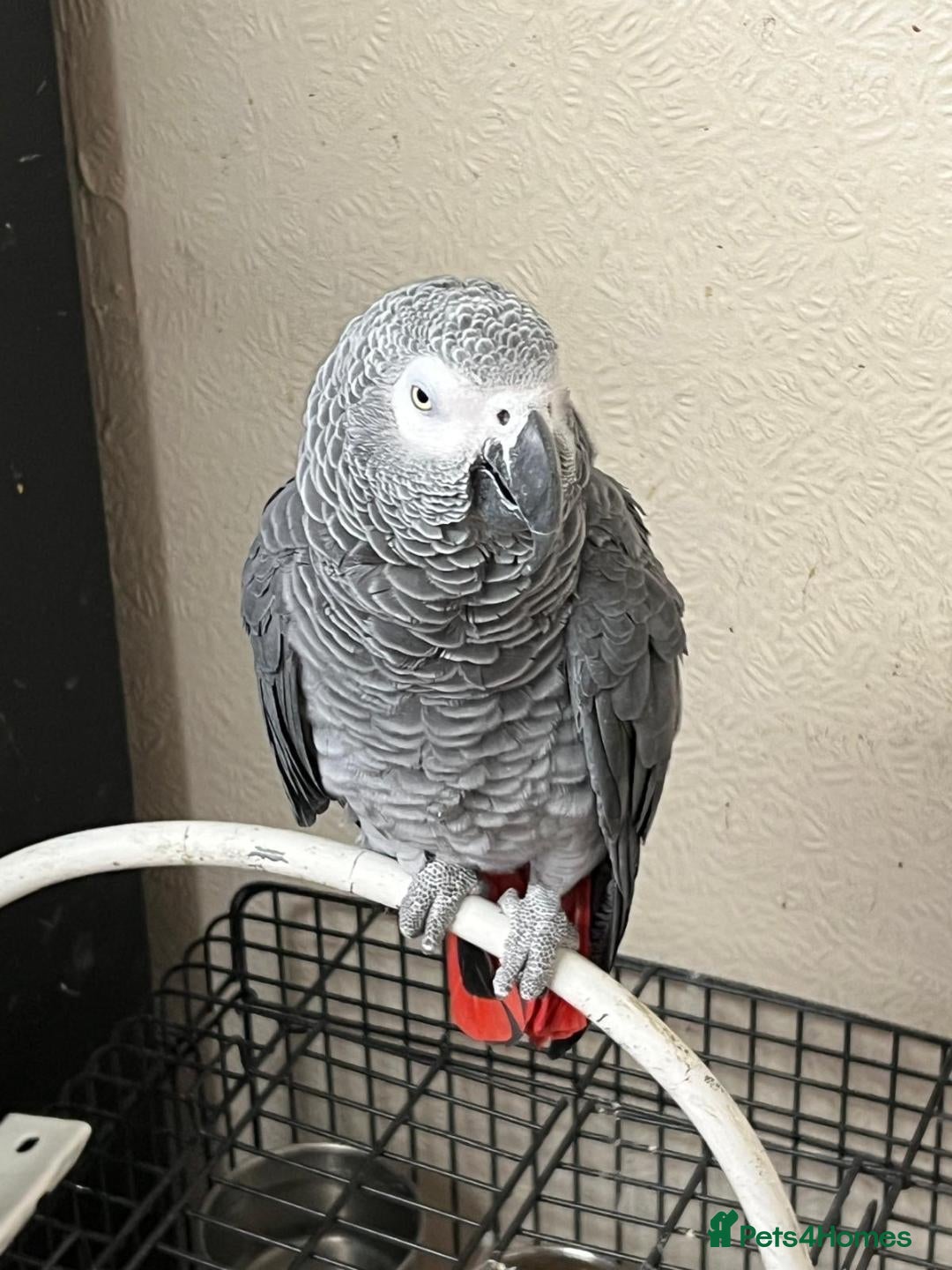 Parrots birds for sale: African grey parrot - Advert 5