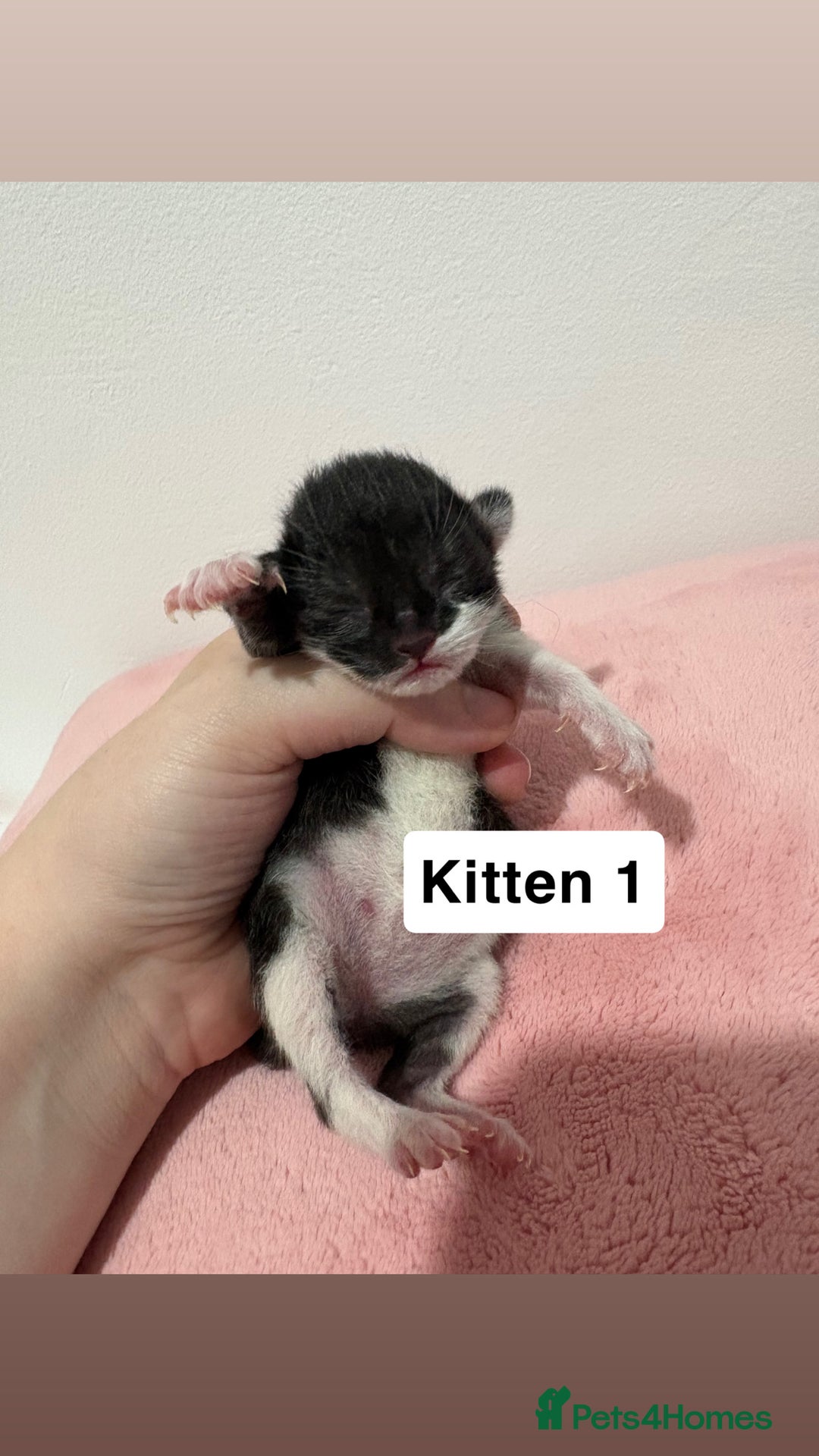 Mixed Breed cats for sale: 3 beautiful cross Maine coon kittens  - Image 3