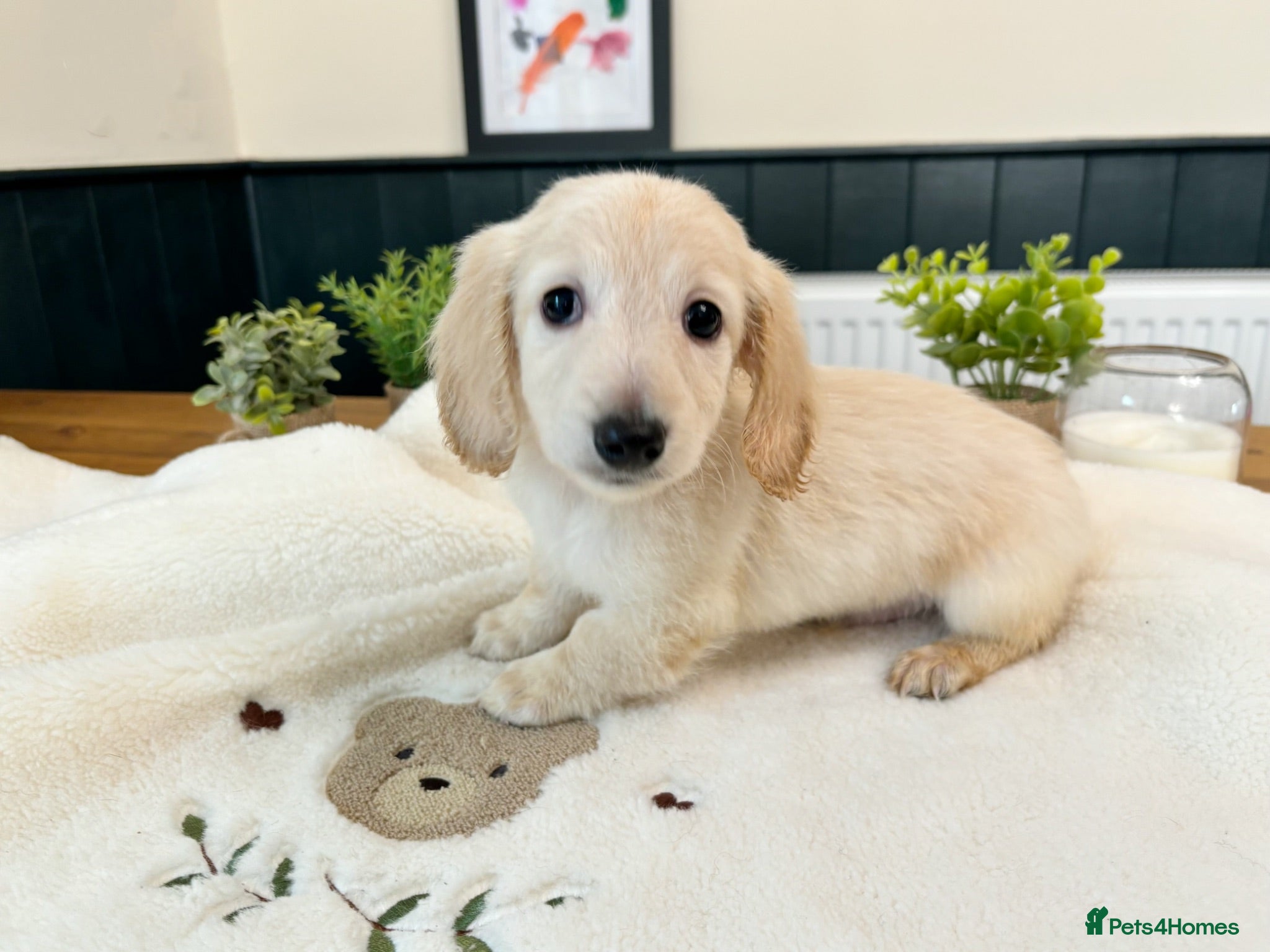 Miniature Dachshund dogs Ready to go Long haired miniature Dachshund  - Advert 2