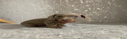 Miniature Dachshund dogs for sale: Isabella dachshunds for sale  - Advert 15