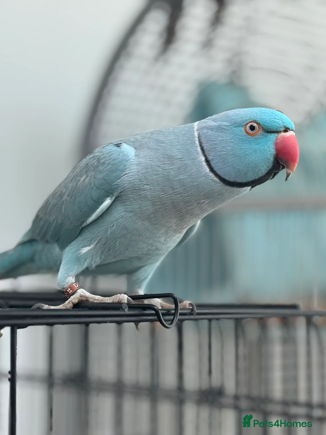 Ringnecks birds for sale: Ringo Indian Ringneck in Christchurch - Advert 3