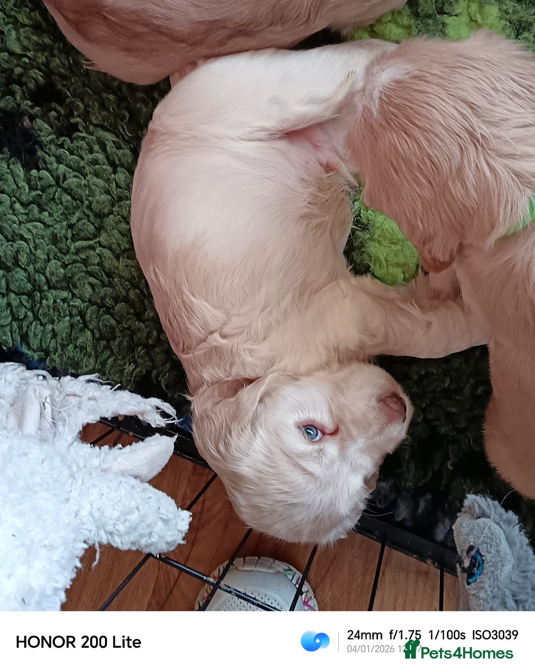 Cocker Spaniel dogs for sale: Show type Cocker Spaniel puppies - Advert 4