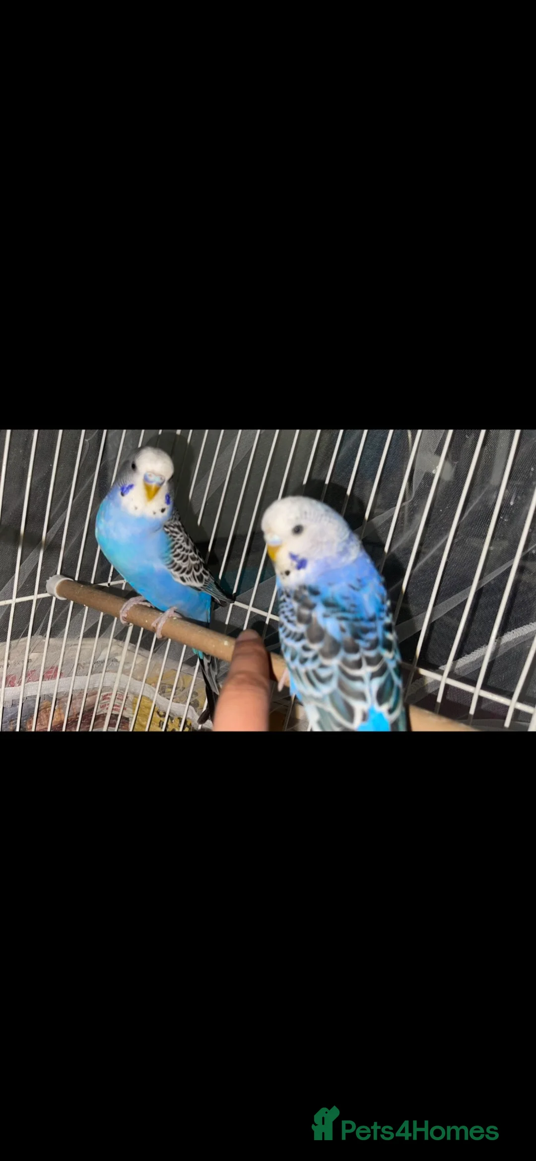 Budgerigars birds for sale: Blue budgie birds - Advert 2