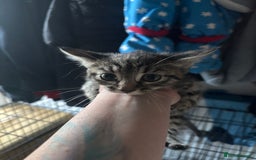 Mixed Breed cats for sale: 6 mixed breed kittens - Image 13