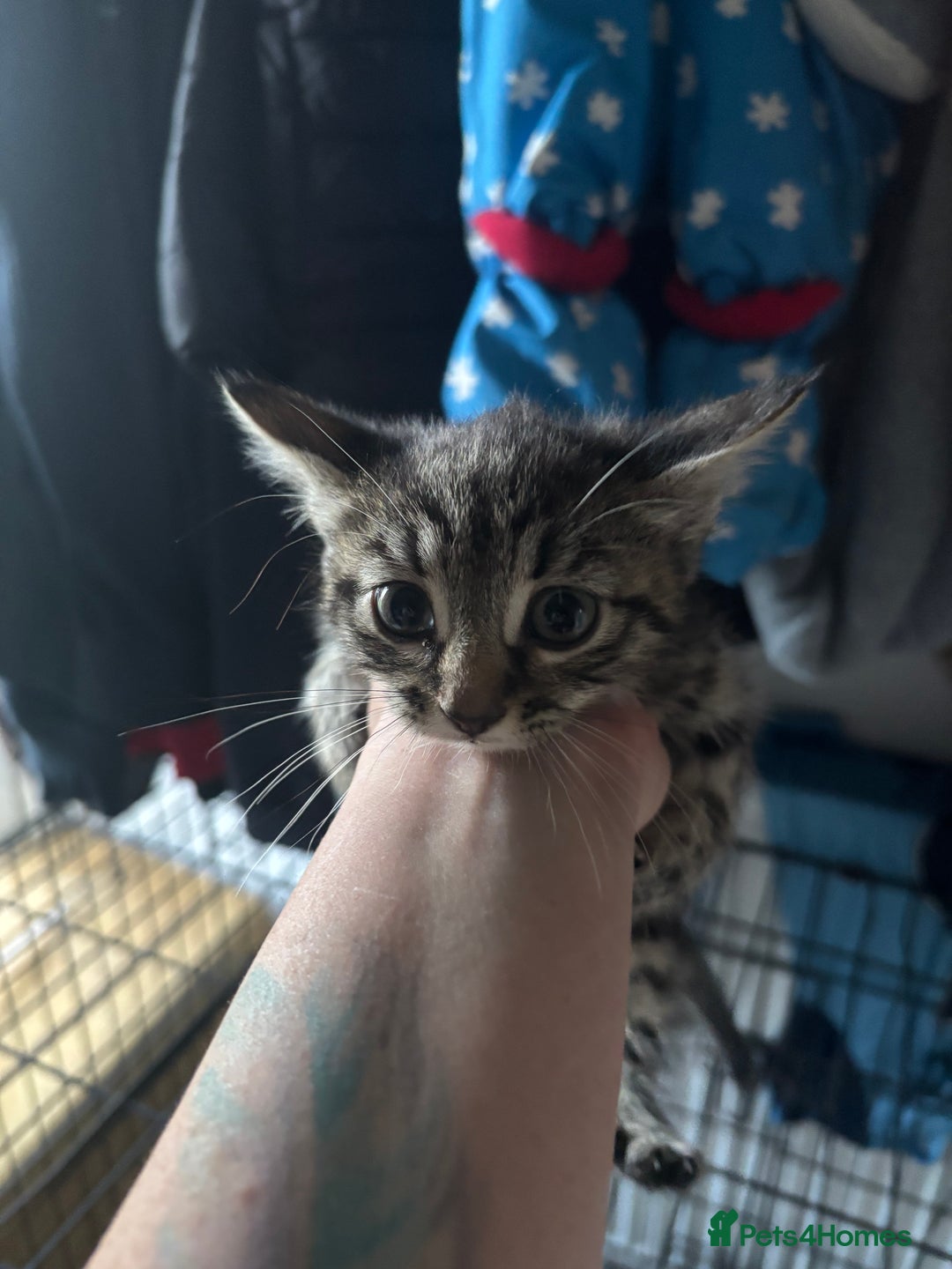 Mixed Breed cats for sale: 6 mixed breed kittens - Image 13