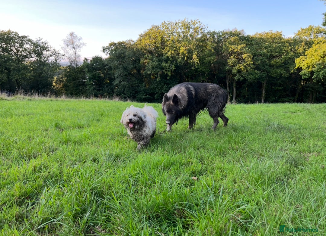 German Shepherd dogs for stud: Long Coat Blue Sable German Shepherd 💙 STUD in Swansea - Image 5