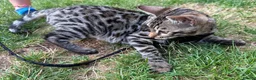 Bengal cats for sale: 2 Bengals Kittens Left ✨ in Southam - Advert 13