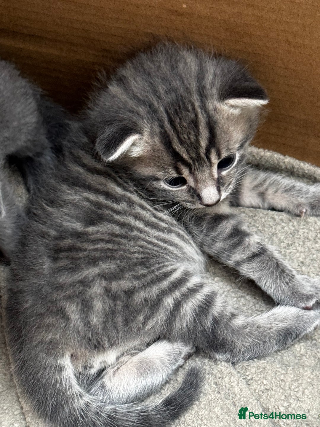 Russian Blue cats for sale: ✨RUSSIAN BLUE KITTEN FOR SALE  - Image 19