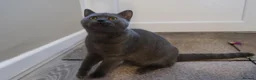 British Shorthair cats for sale: 🎀 5 Month old female 🎀 in Cullompton - Advert 8