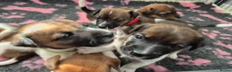 Jack Russell dogs for sale: Jack Russell puppies - Advert 9