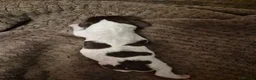 English Springer Spaniel dogs for sale: KC registered English Springer Spaniels - Advert 12