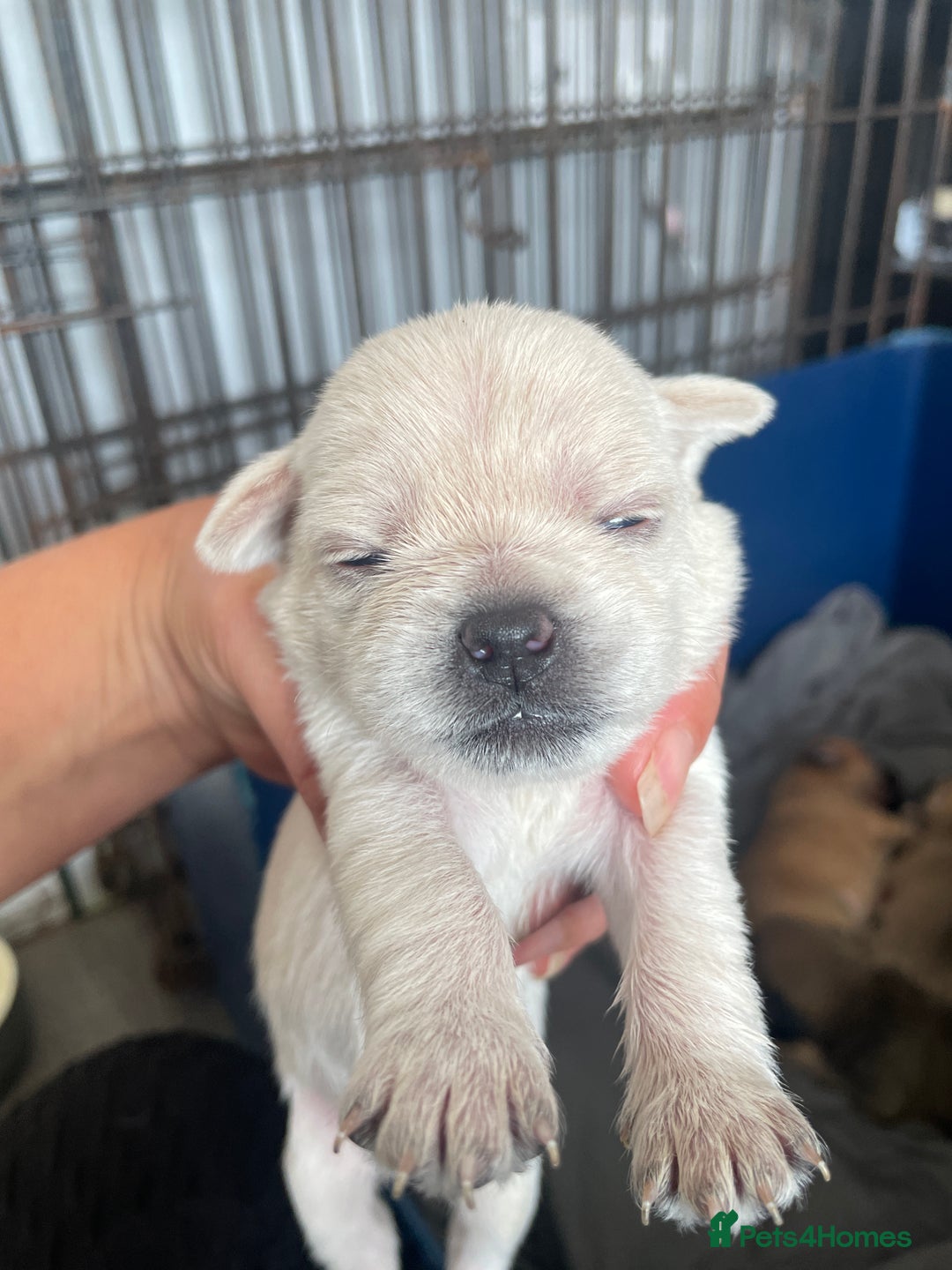 Mixed Breed dogs for sale: PUGAPOO  - Image 1