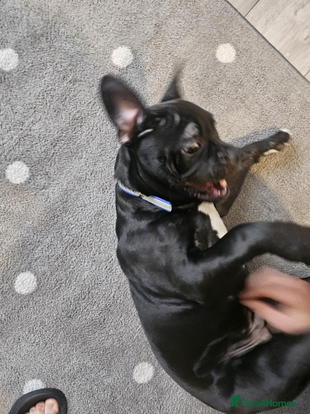 Mixed Breed dogs for sale: Wonderful dog for sale - Advert 14