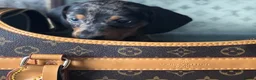 Miniature Dachshund dogs for sale: Miniature dachshund puppies🥰£750 - Advert 8