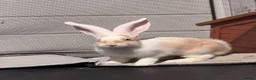 Continental Giant rabbits for sale: Continental Giants  - Advert 3