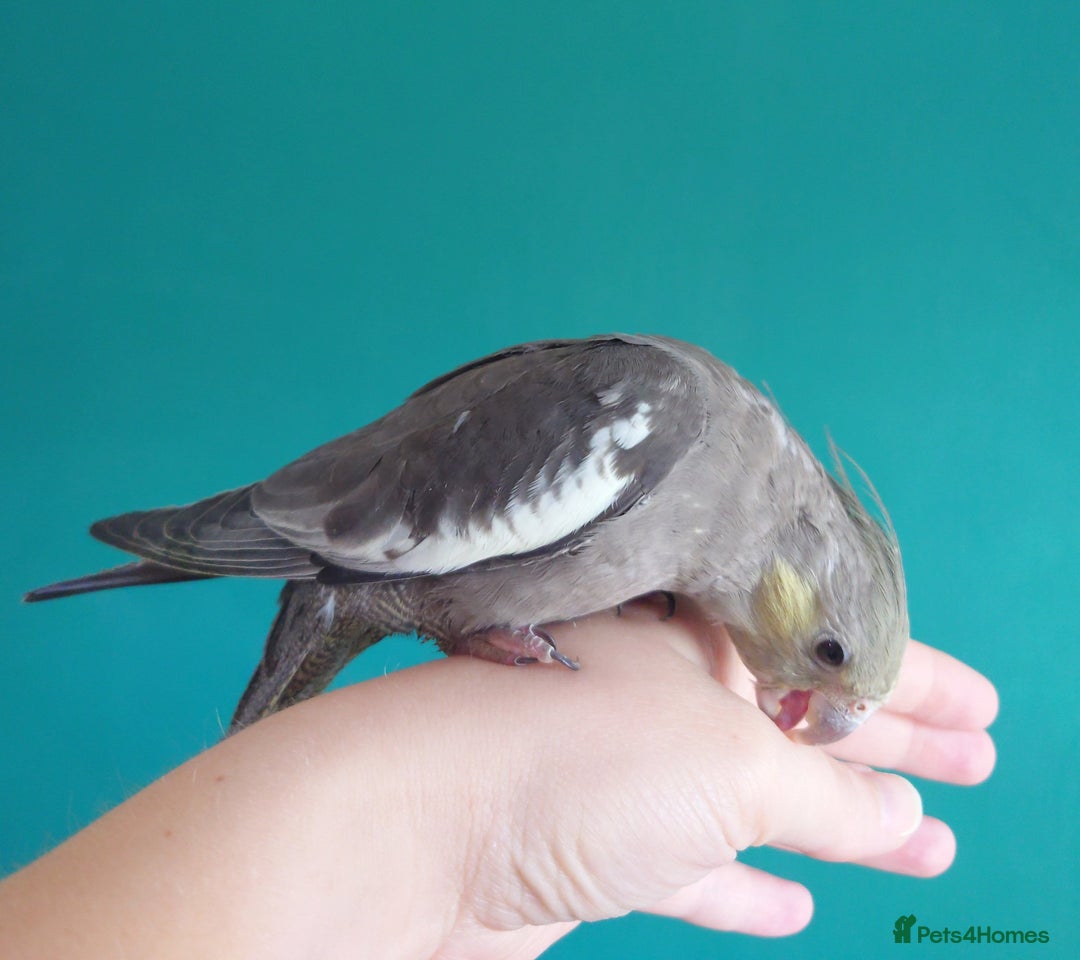 Cockatiels birds for sale: Hand reared semi tame DNA sexed baby cockatiel  in Worthing - Image 8