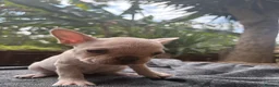 French Bulldog dogs for sale: Beautiful French bulldogs in Ilford - Advert 28