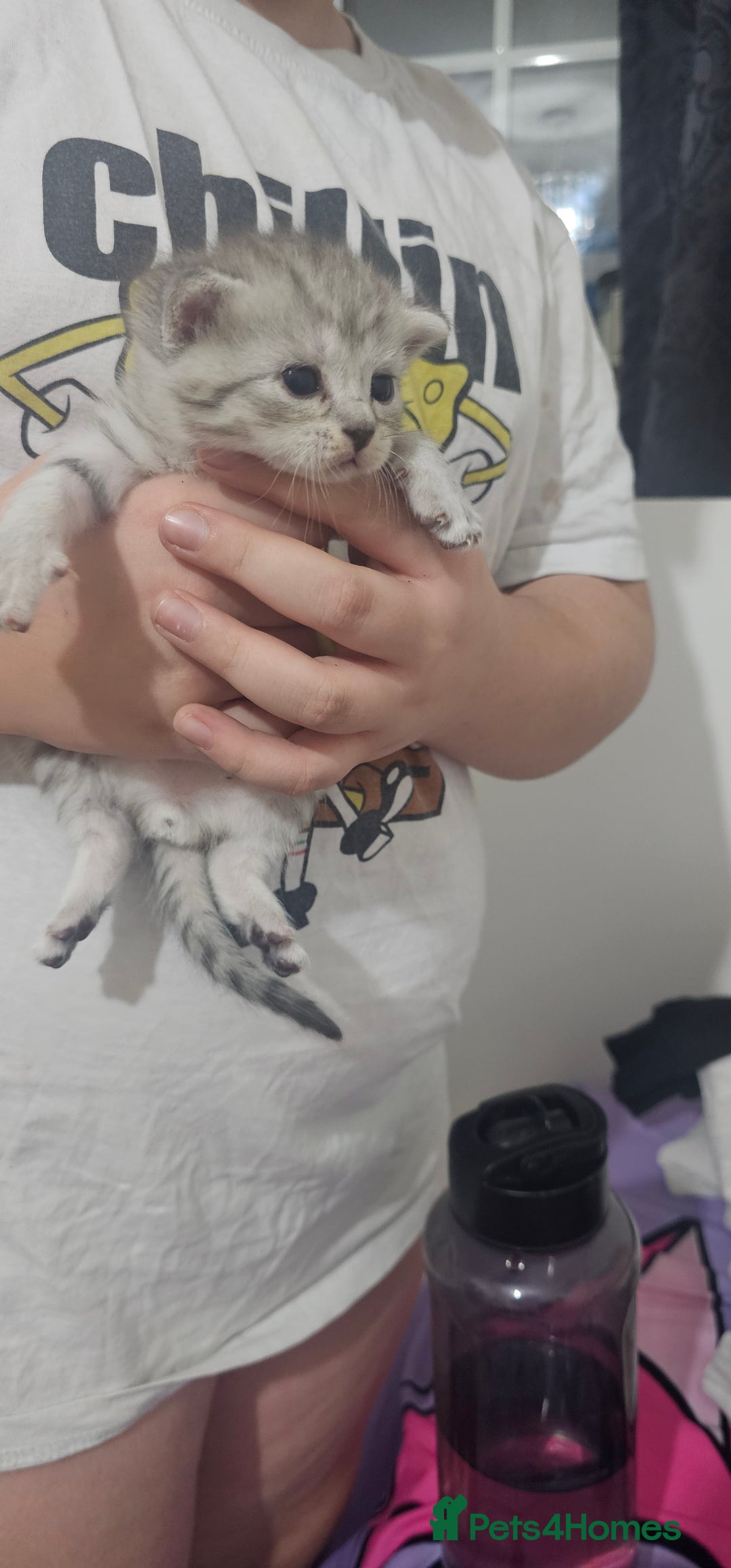 American Shorthair cats for sale: Sweet cats  - Advert 7