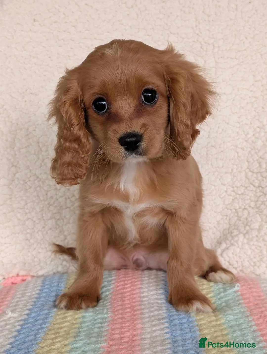 Cavapoo dogs for sale: Adorable (3/4 Cavalier) Cavapoos - Advert 3