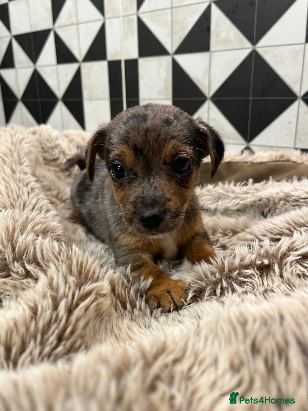 Jack Russell dogs for sale: Jack Russell pups for sale - Advert 4