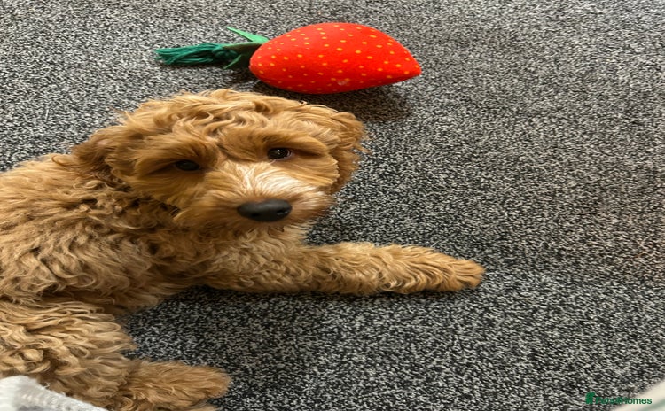 Cockapoo dogs - Advert 1