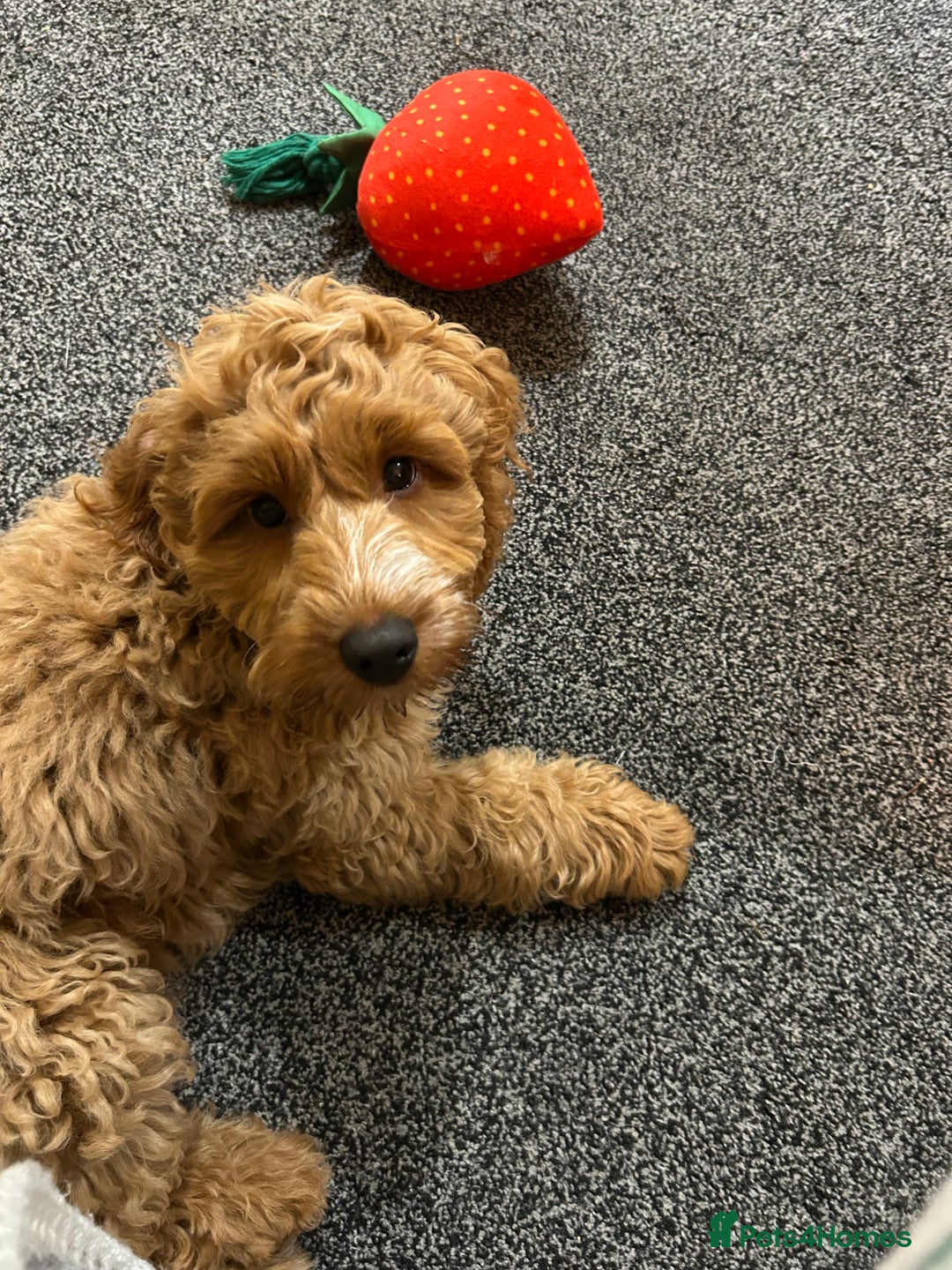 Cockapoo dogs for sale: Beautiful Cockapoo needs more attention - Image 1