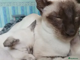 Siamese cats Siamese Beautiful Girls. GCCF in Middlesbrough - Advert 3