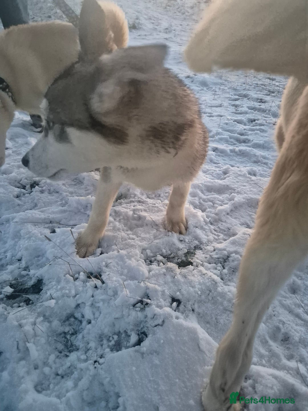 Siberian Husky dogs for sale: Beautiful Husky Looking for Their Forever Homes - Advert 9