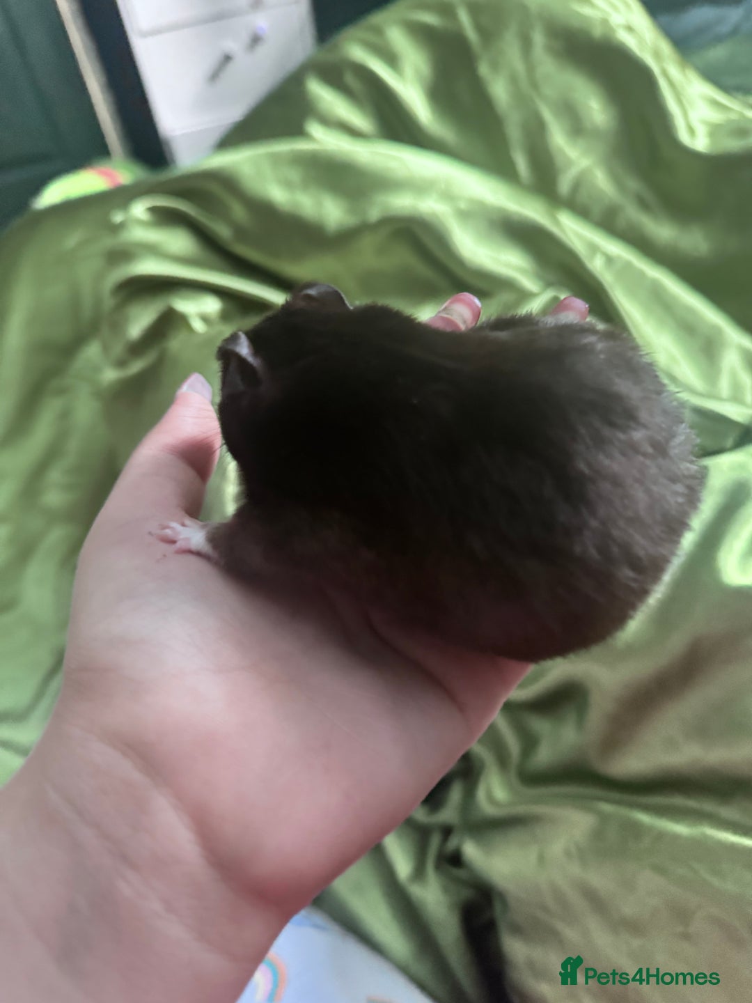 Hamster rodents for sale: Black Syrian hamster - Image 7