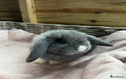 Mini Lop rabbits for sale: Gorgeous mini lops  - Advert 4