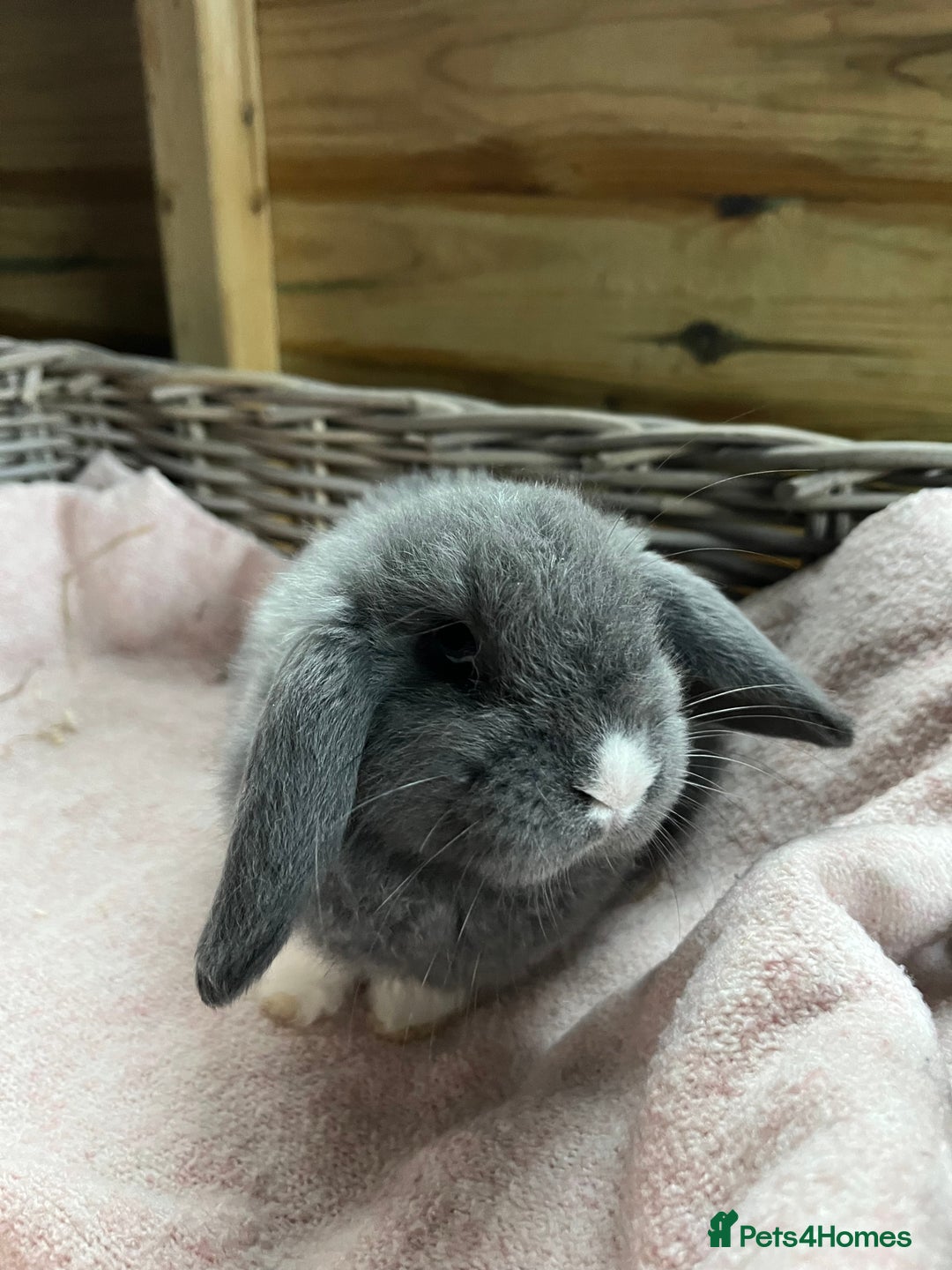 Mini Lop rabbits for sale: Gorgeous mini lops  - Advert 4