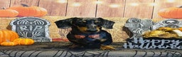 Mixed Breed dogs for sale: Beautiful dachshund puppies  - Advert 10