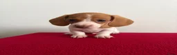 Miniature Dachshund dogs for sale: ⭐️💕miniature dachshund pups⭐️💕 - Advert 4