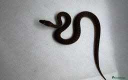 Python Snake reptiles for sale:  Children’s pythons hatchlings 50%het t+.         - Image 4