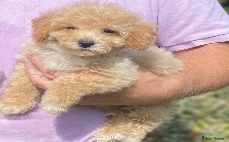 Poochon dogs - Advert 1