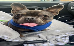 French Bulldog dogs for sale: 🐶🐾 Stanley 🐾🐶 the best companion  - Image 3