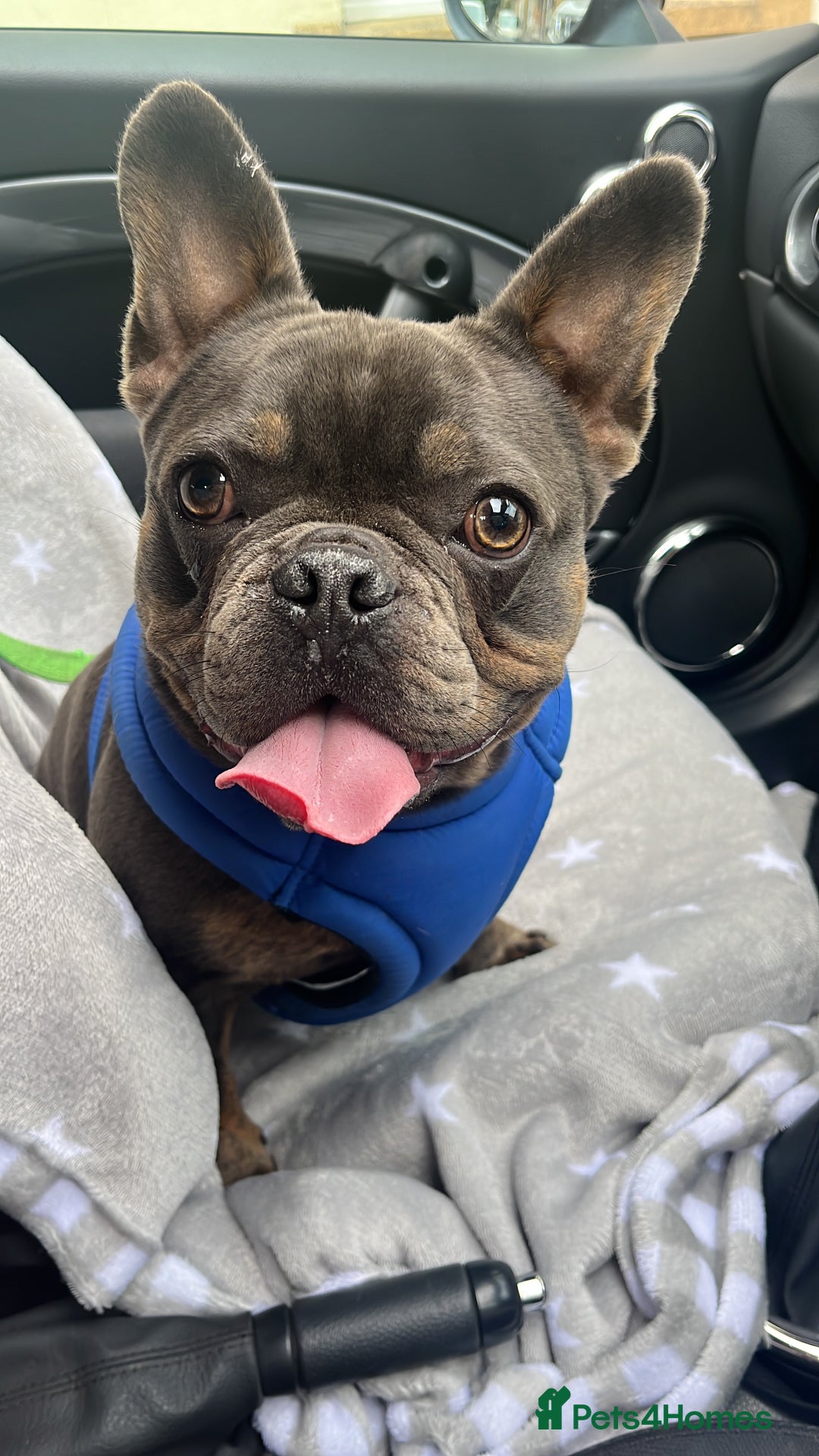 French Bulldog dogs for sale: 🐶🐾 Stanley 🐾🐶 the best companion  - Image 3
