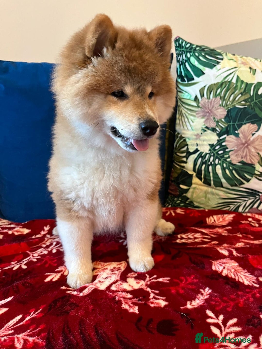 Japanese Shiba Inu dogs for sale: Adorable Japanese Shiba Inu Puppy - Advert 1